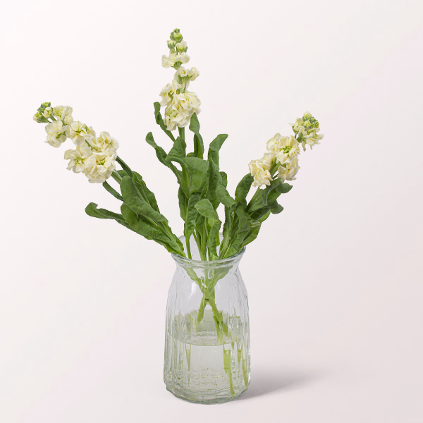 3 cream coloured Gillyflowers