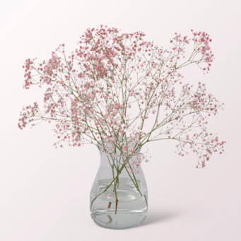 5 light pink Gypsophila