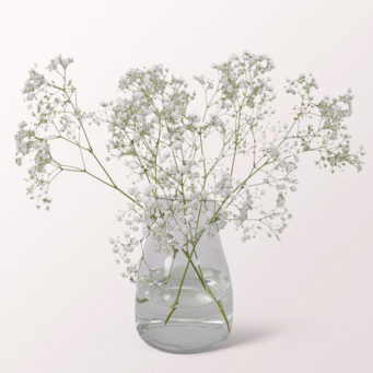 3 light pink Gypsophila