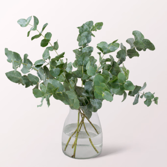 5 Eukalyptus