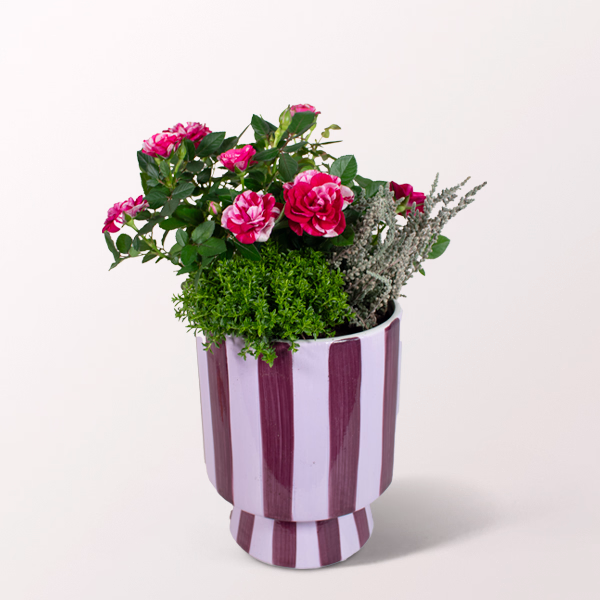 Autumn Gem in a burgundy Pot