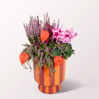 Herbstleuchten im orangen Topf