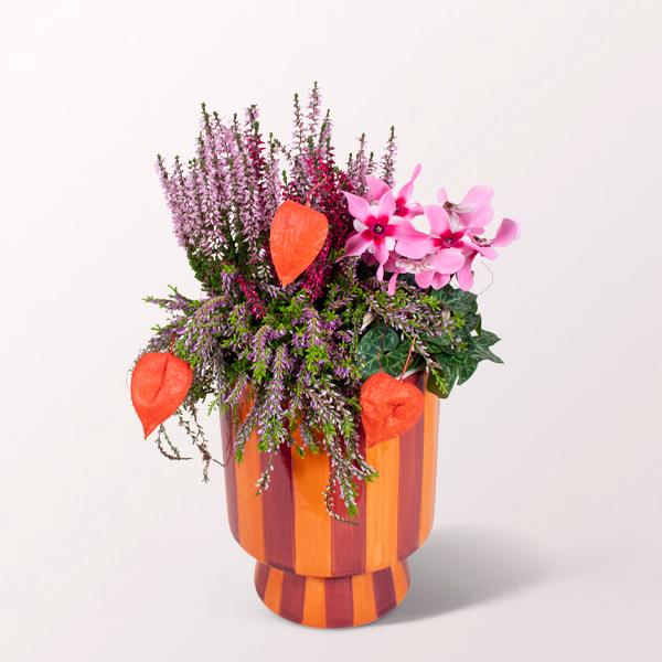 Autumnal Splendour in an orange Pot