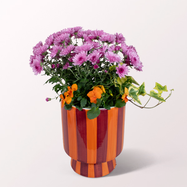 Autumnal Trio in a Striped Pot