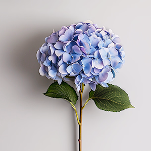 Hydrangeas