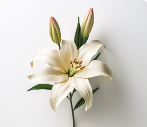 Lilies