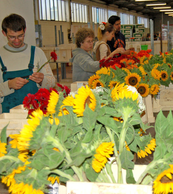Flower quality control. Flower quality control.