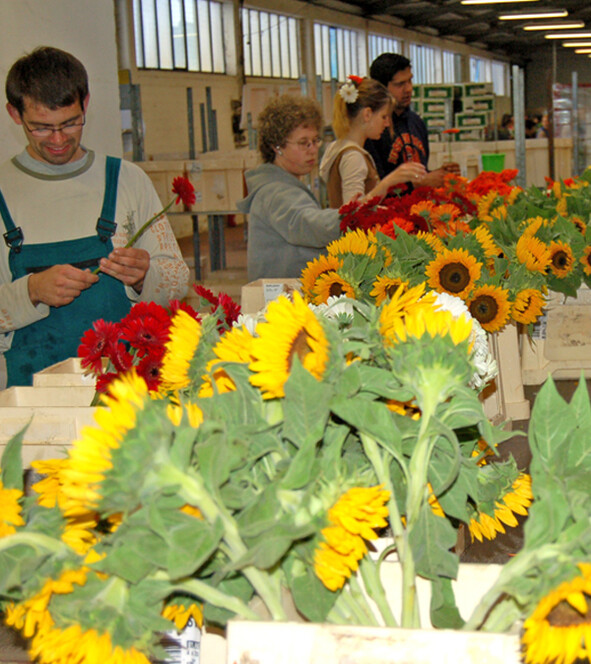 Qualitiätsprüfung der Blumen.