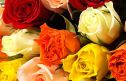 Roses Roses