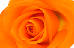 Orange oder Lachs