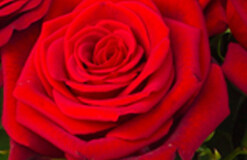 Rot Rot