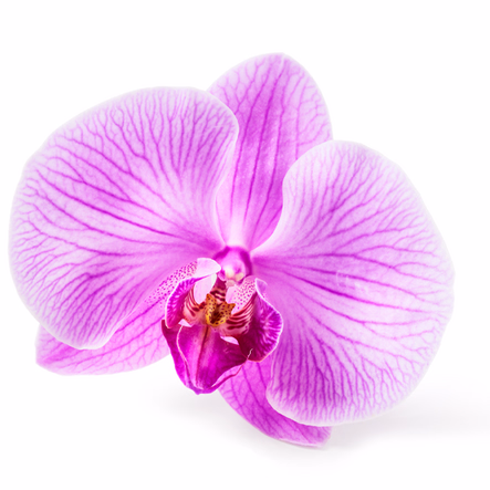 Orchideen