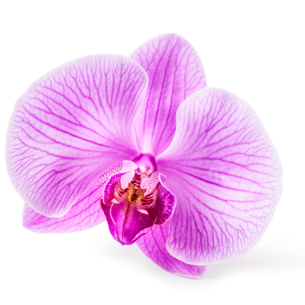 Orchideen