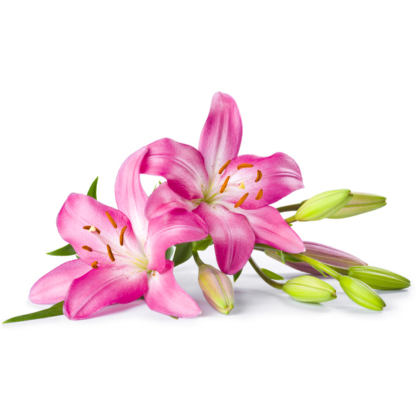 Lilies