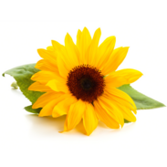 Sonnenblumen