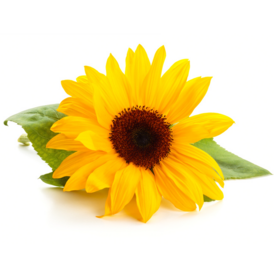 Sonnenblumen