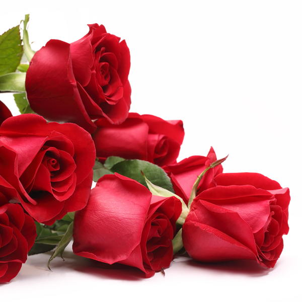Roses