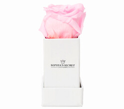 1 rosa haltbare Rose 1 rosa haltbare Rose