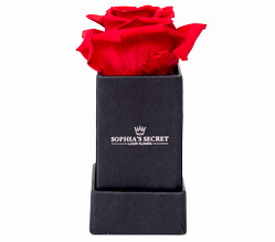 1 rote haltbare Rosen 1 rote haltbare Rosen