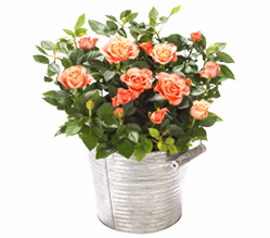 Orange Rose in a zinc bucket
