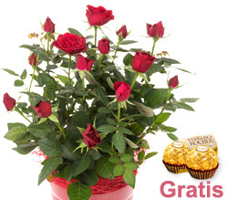 Rote Topfrose Rote Topfrose