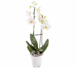 Orchidee mit weißen Blüten