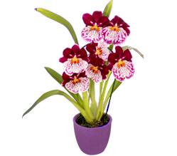 Inca Orchidee im Topf Inca Orchidee im Topf