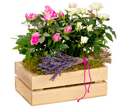 Rosa und weiße Topfrosen Rosa und weiße Topfrosen