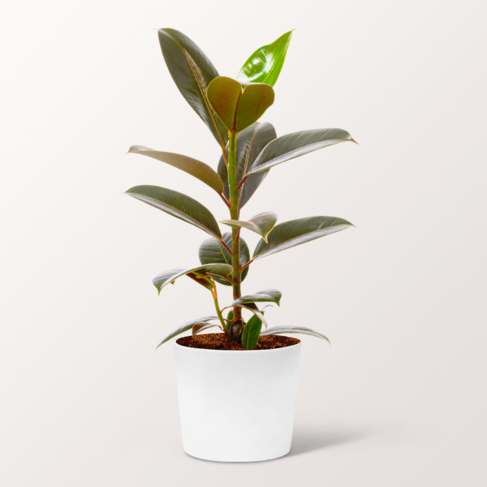 Gummibaum (Ficus Elastica Robusta) von bestellen