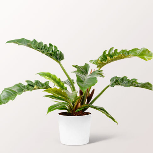 Philodendron Narrow von bestellen