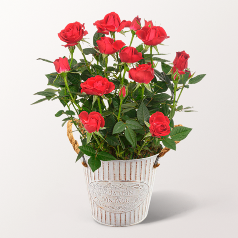 Rote Rose im Zinktopf