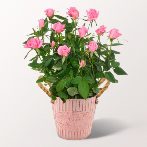 Rosa Rose im Zinktopf