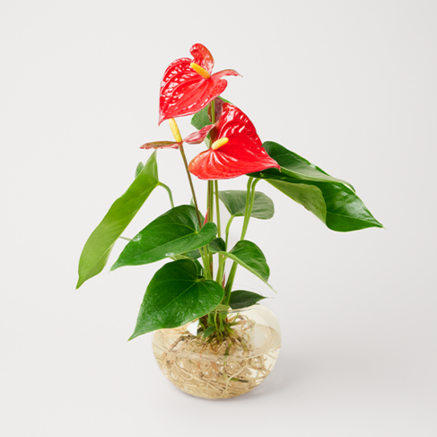 Rote Anthurie als Waterplant