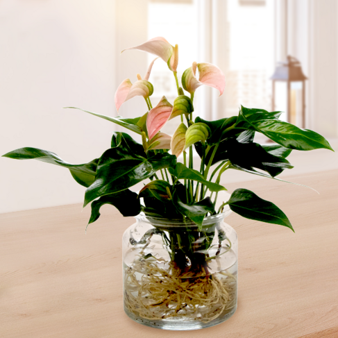 Waterplant Anthurie Jolie Peach von bestellen