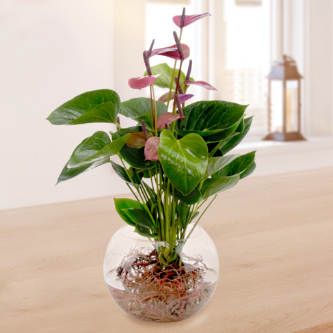 Waterplant Anthurie Baby Purple von bestellen