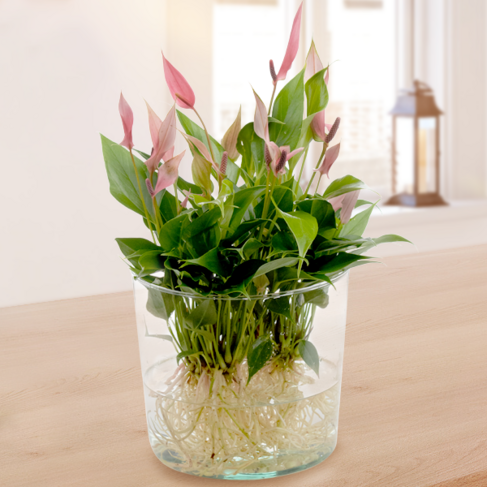 Waterplant Anthurie Lilli Lilli von bestellen