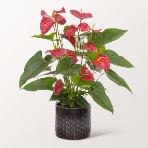 Rote Anthurie von bestellen