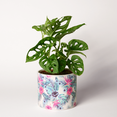 Monstera im hübschen Topf von bestellen