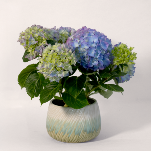 Blaue Hortensie im Keramiktopf