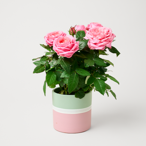 Rosa Rose im modernen Keramiktopf