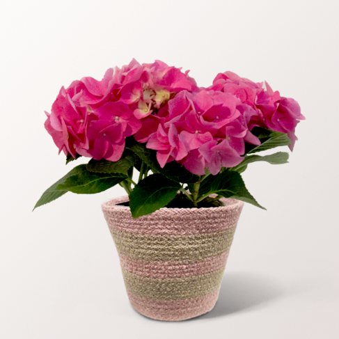 Pinke Hortensie im Seegraskorb