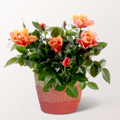 Orange Rose im Seegraskorb