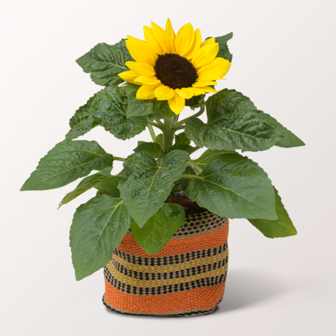 Sonnenblume im modernen Sisalkorb