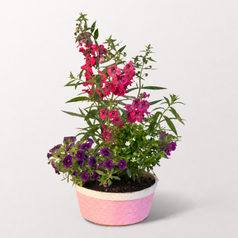 Sommerleuchten im Rosenkorb