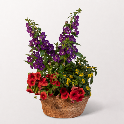Sommerwind in Seegras-Bowl