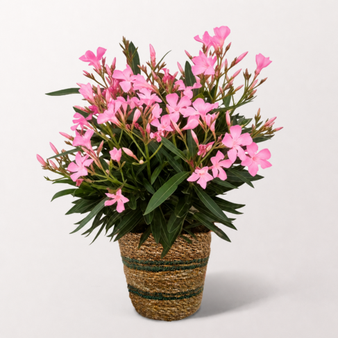 Rosa Oleander im Weidenkorb